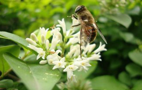 苏州椴树蜂蜜原料