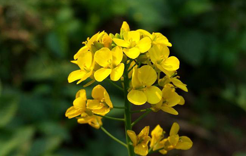 油菜蜂蜜原料