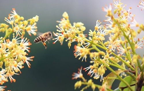 重庆荔枝蜂蜜原料