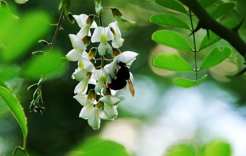 深圳洋槐蜂蜜原料